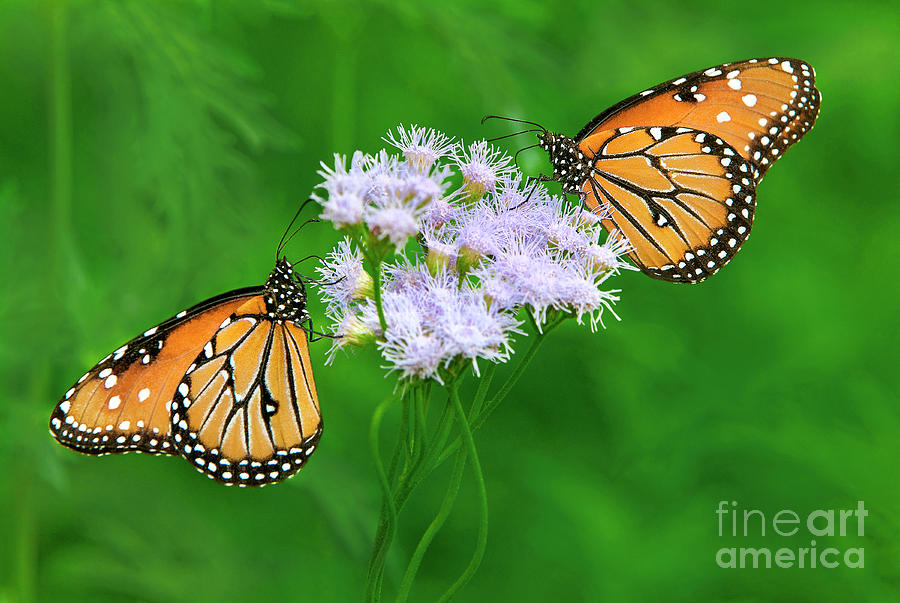 Queen Butterflies Danus Glippus Wild Texas Photograph by Dave Welling