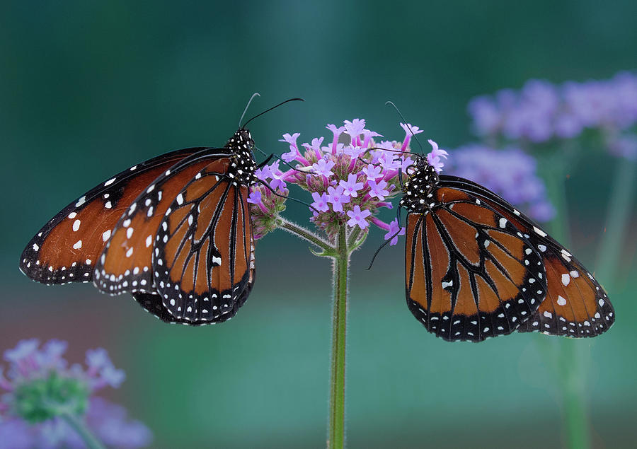 Queen Butterflies on Lavender Flowers Photograph by Lowell Monke