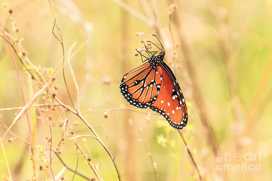 Queen Butterfly 2 Photograph by Ben Graham
