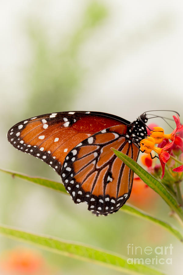 Butterfly Photograph - Queen Butterfly by Ana V Ramirez