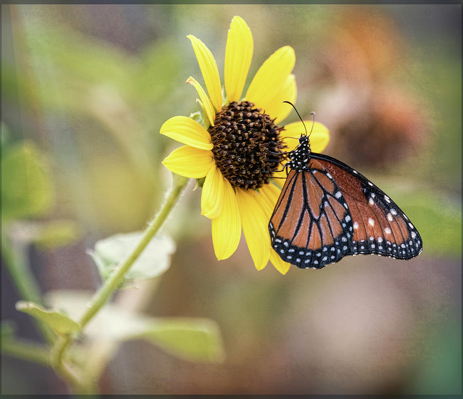 Queen Butterfly Atop a Sunflower  Photograph by Saija Lehtonen