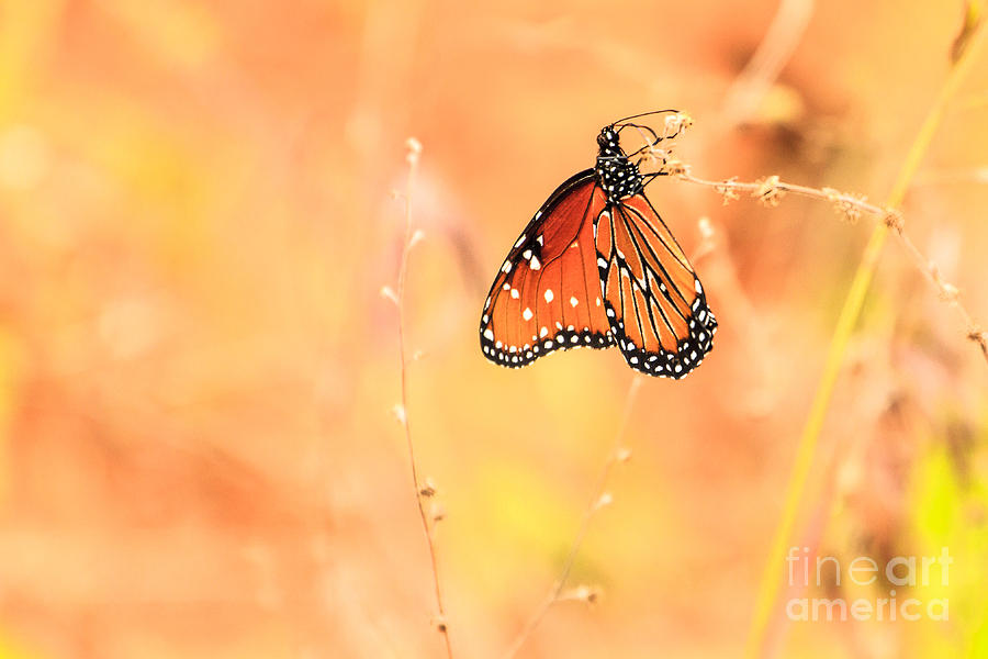 Queen Butterfly Photograph by Ben Graham