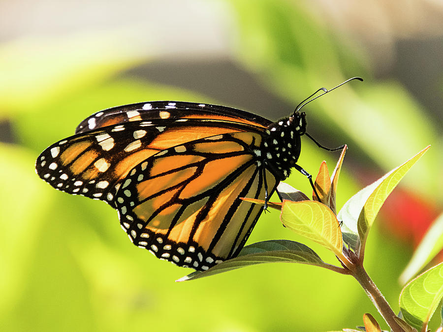 Queen Butterfly Photograph by Bob Slitzan