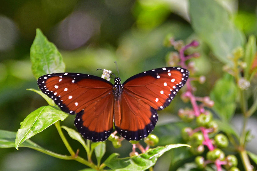 Queen Butterfly Photograph by Deborah Good - Fine Art America