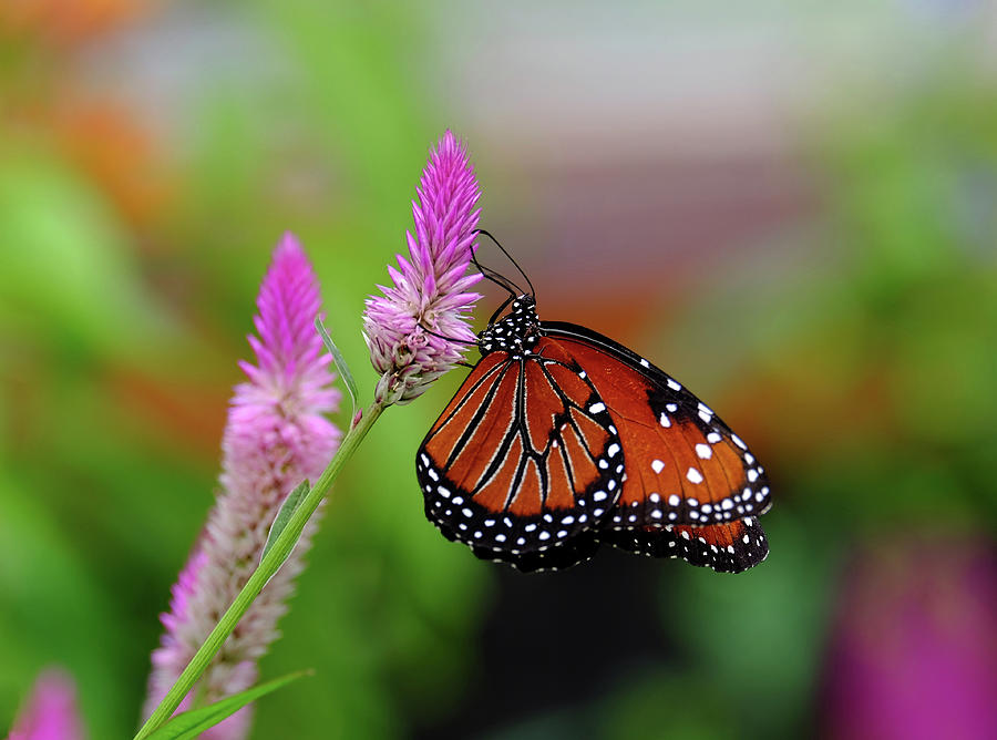 Queen Butterfly dream Photograph by Ronda Ryan