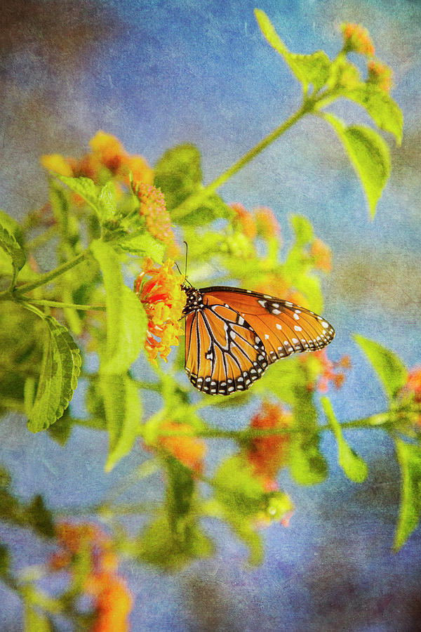 Queen Butterfly Photograph by Kathy Adams Clark