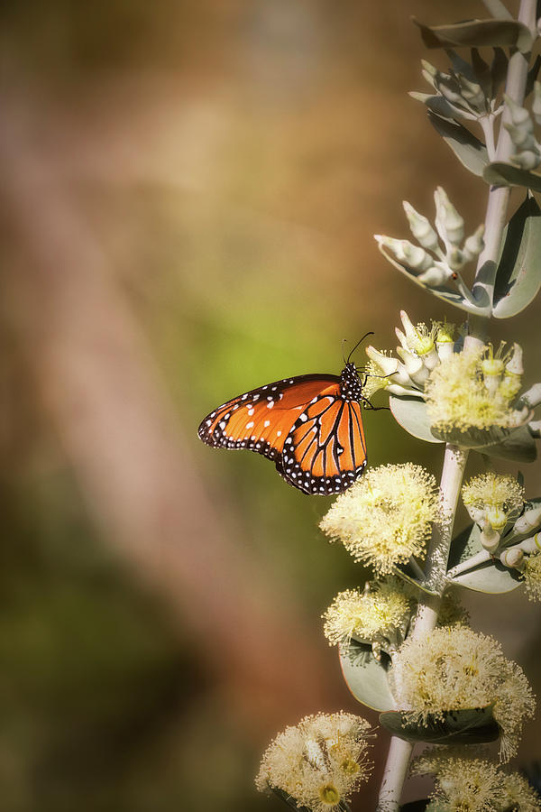 Queen Butterfly on a Flower  Photograph by Saija Lehtonen
