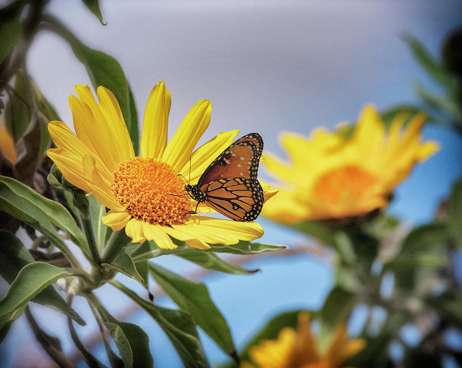 Queen Butterfly on a Sunflower  Photograph by Saija Lehtonen