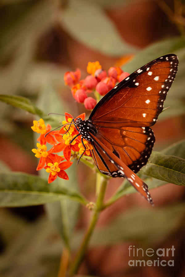 Queen Butterfly on Flowers Photograph by Ana V Ramirez