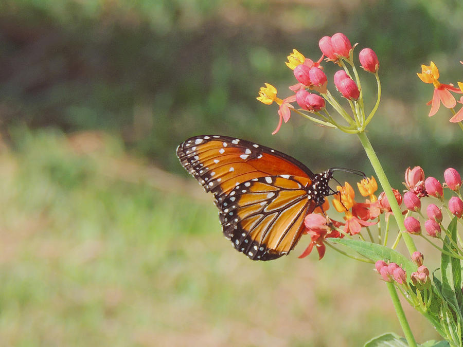 Queen Butterfly on Milkweed Photograph by Jayne Wilson