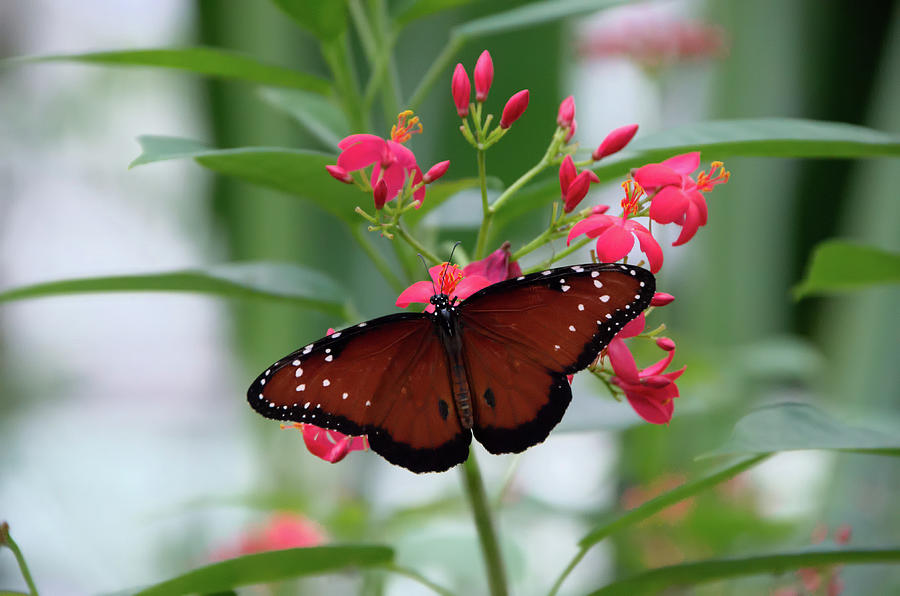 Queen Butterfly on Red Flowers Photograph by Artful Imagery