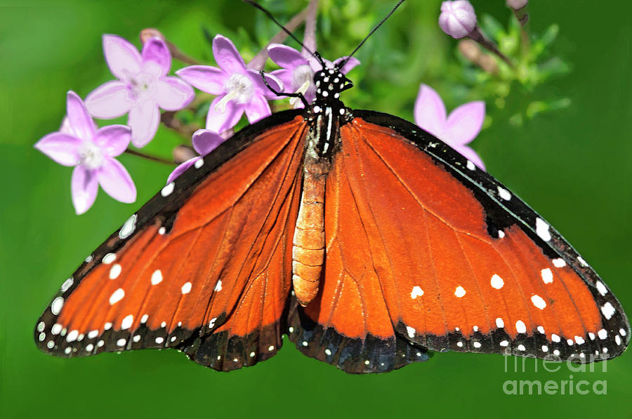 Nature Photograph - Queen Butterfly by Regina Geoghan