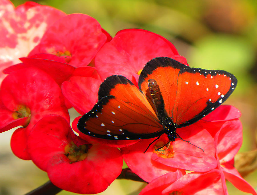 Queen Butterfly Photograph by Rosalie Scanlon