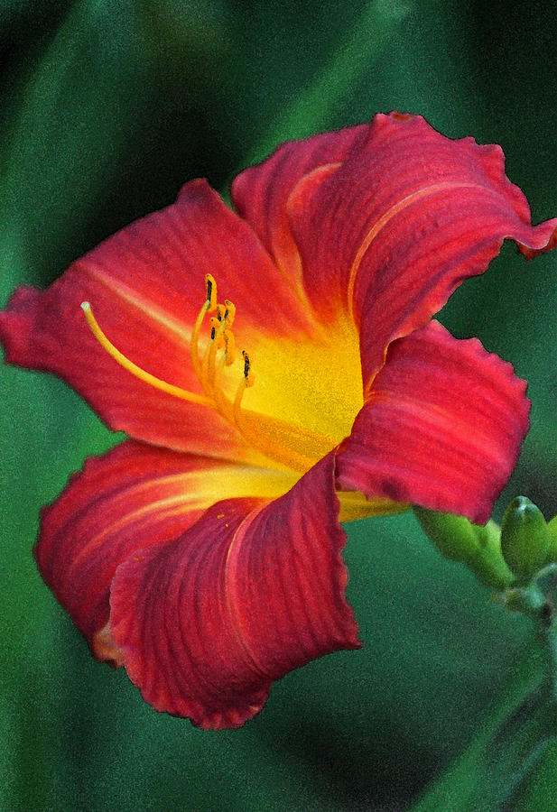 Queen Charlotte Daylily in Watercolor Photograph by Suzanne Gaff
