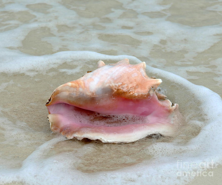 Queen Conch in the Surf Photograph by Catherine Sherman