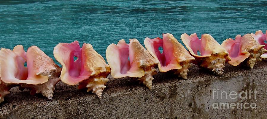 Shell Photograph - Queen Conch by Joseph Mora