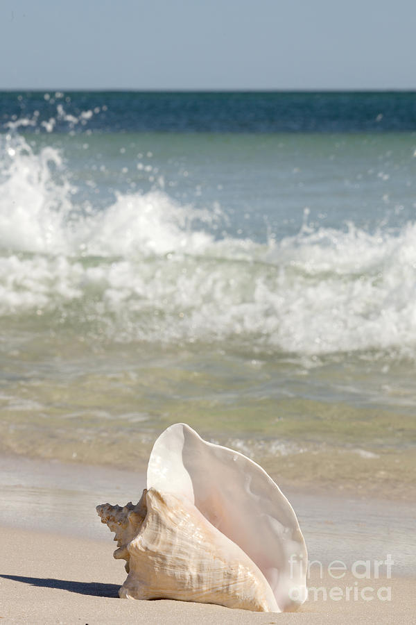 Queen Conch on the beach Photograph by Anthony Totah