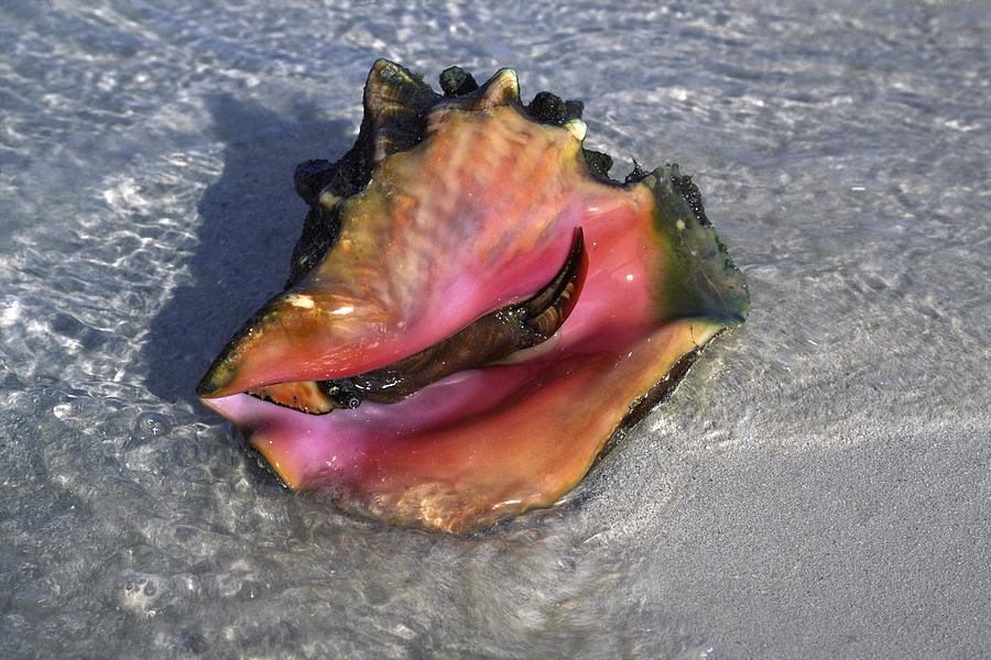 Queen Conch Shell Photograph - Queen Conch Peeking  by Sally Weigand
