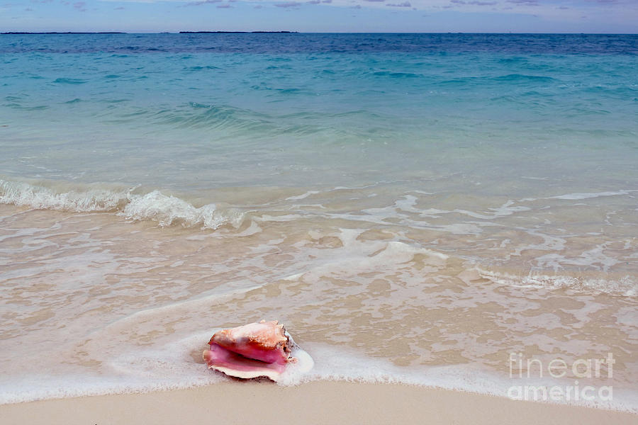 Queen Conch Shell on Bahama Beach Photograph by Catherine Sherman