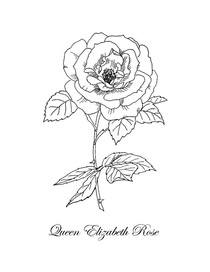 Queen Elizabeth Rose. Botanical Drawing by Masha Batkova