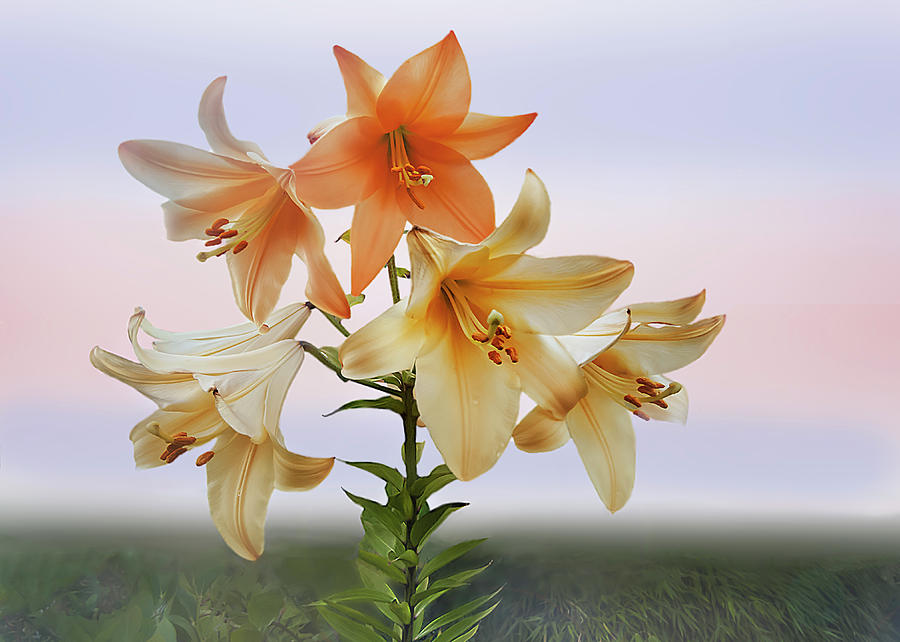 Queen Lily Digital Art by John Christopher
