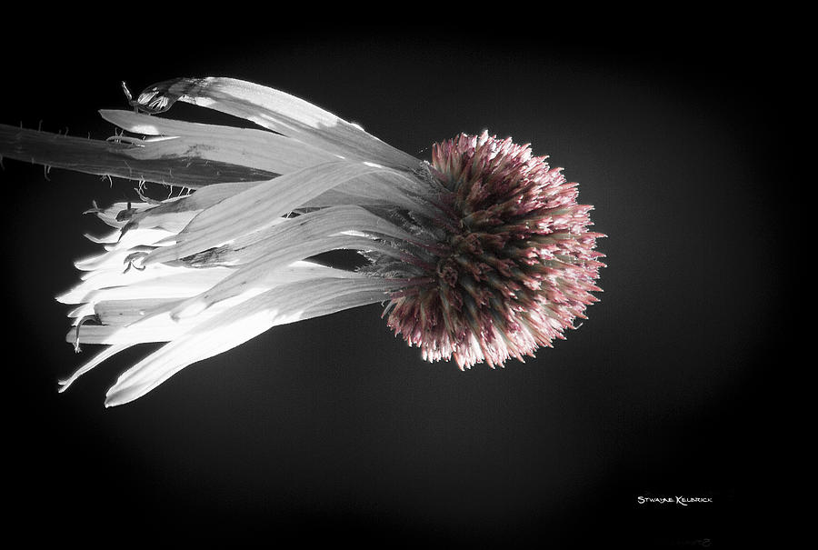 Coronavirus Photograph - Queen medusa by Stwayne Keubrick Coronavirus Photograph - Queen medusa by Stwayne Keubrick