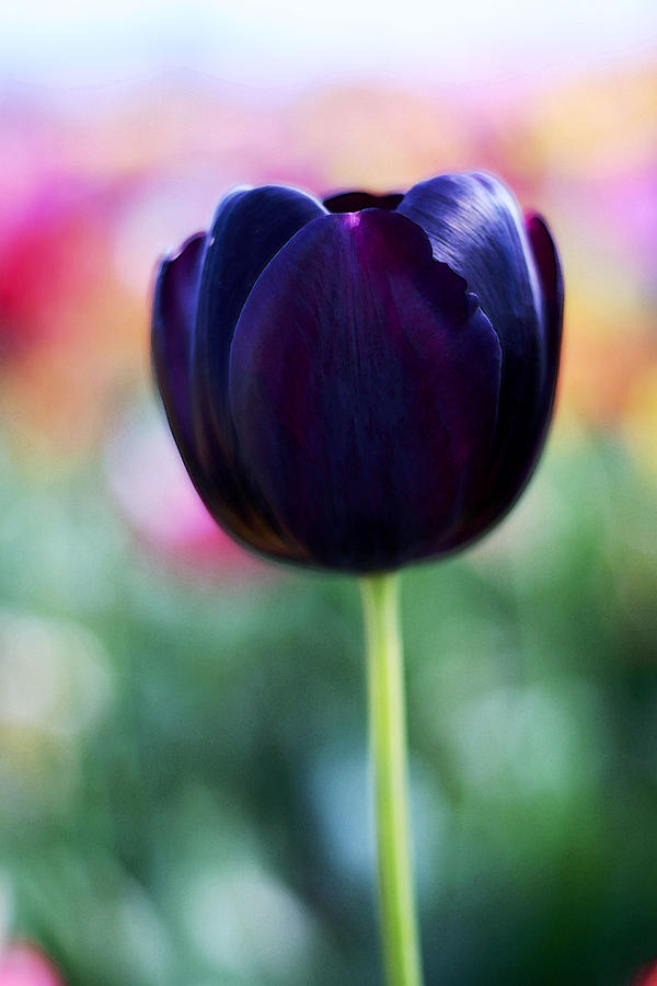 Queen of Night Tulip Photograph by Margaret Hood