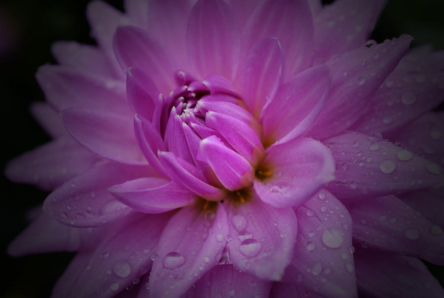 Flower Photograph - Queen of Rain by Richard Andrews