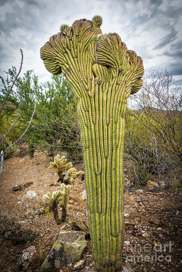 Queen of the Crested Saguaros Photograph by David Levin