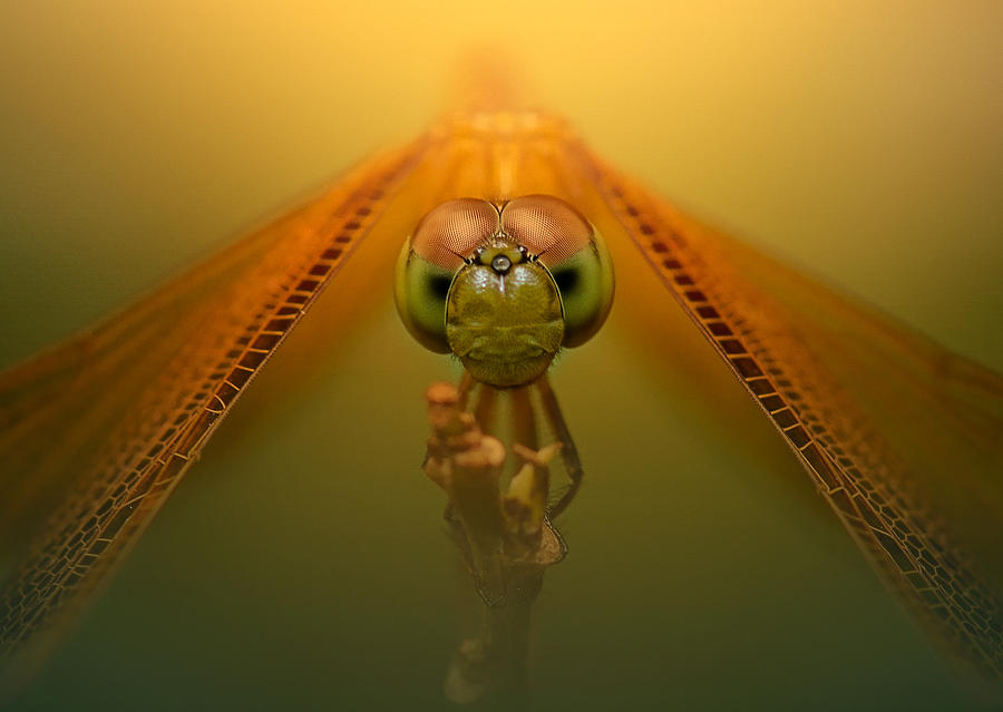 Insects Photograph - Queen Of The Dragon by Fahmi Bhs