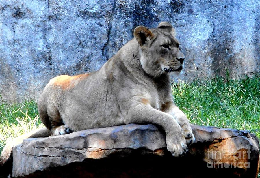 Queen of the Jungle Photograph by S A Anthony | Fine Art America