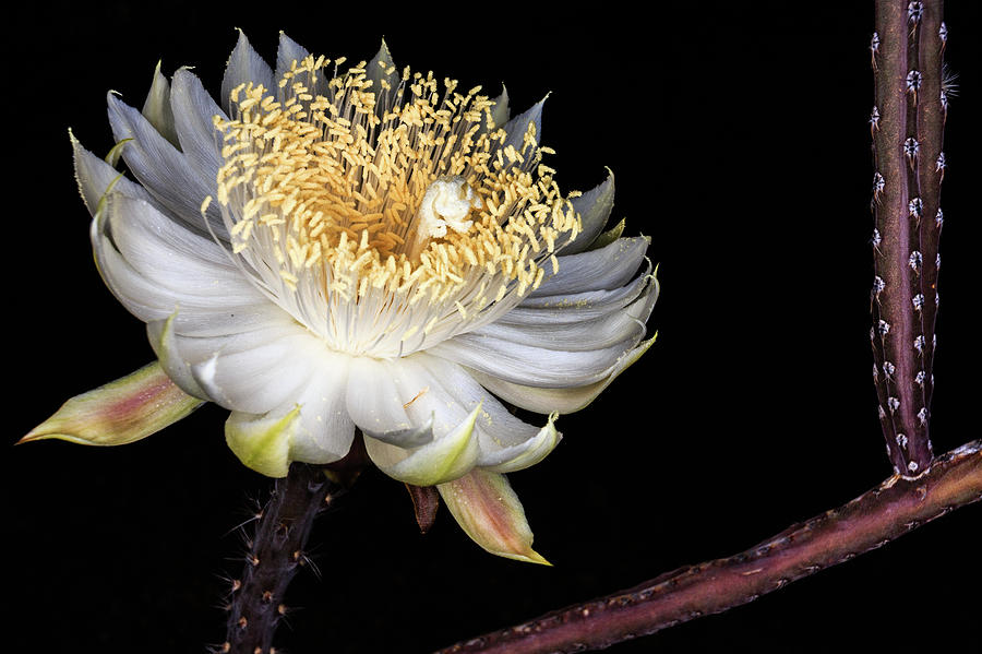 Queen of the Night Bloom Photograph by Dennis Swena
