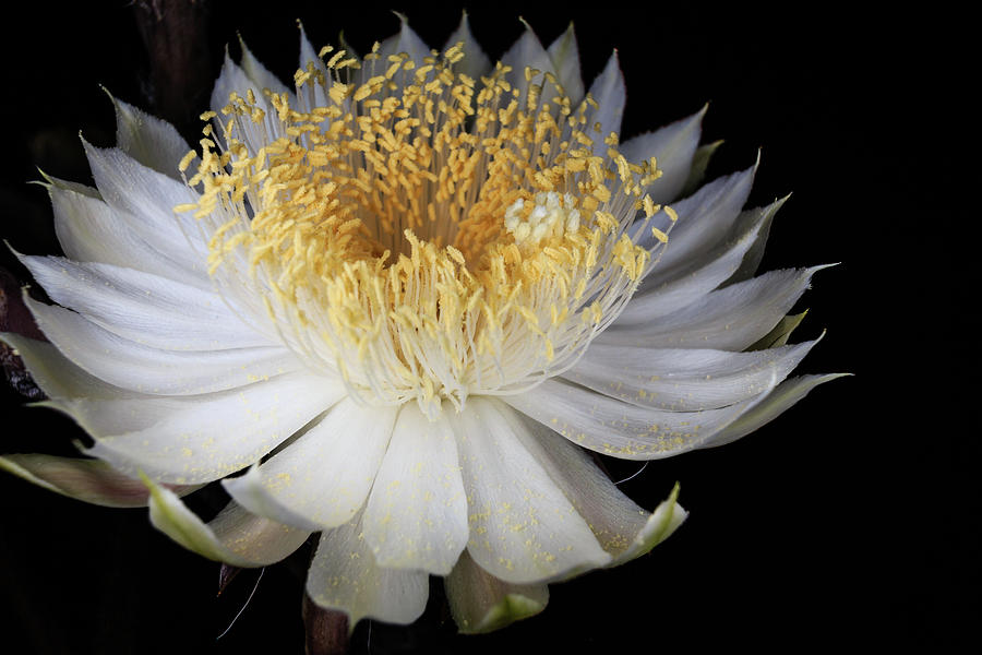 Queen of the Night Blossom Photograph by Dennis Swena