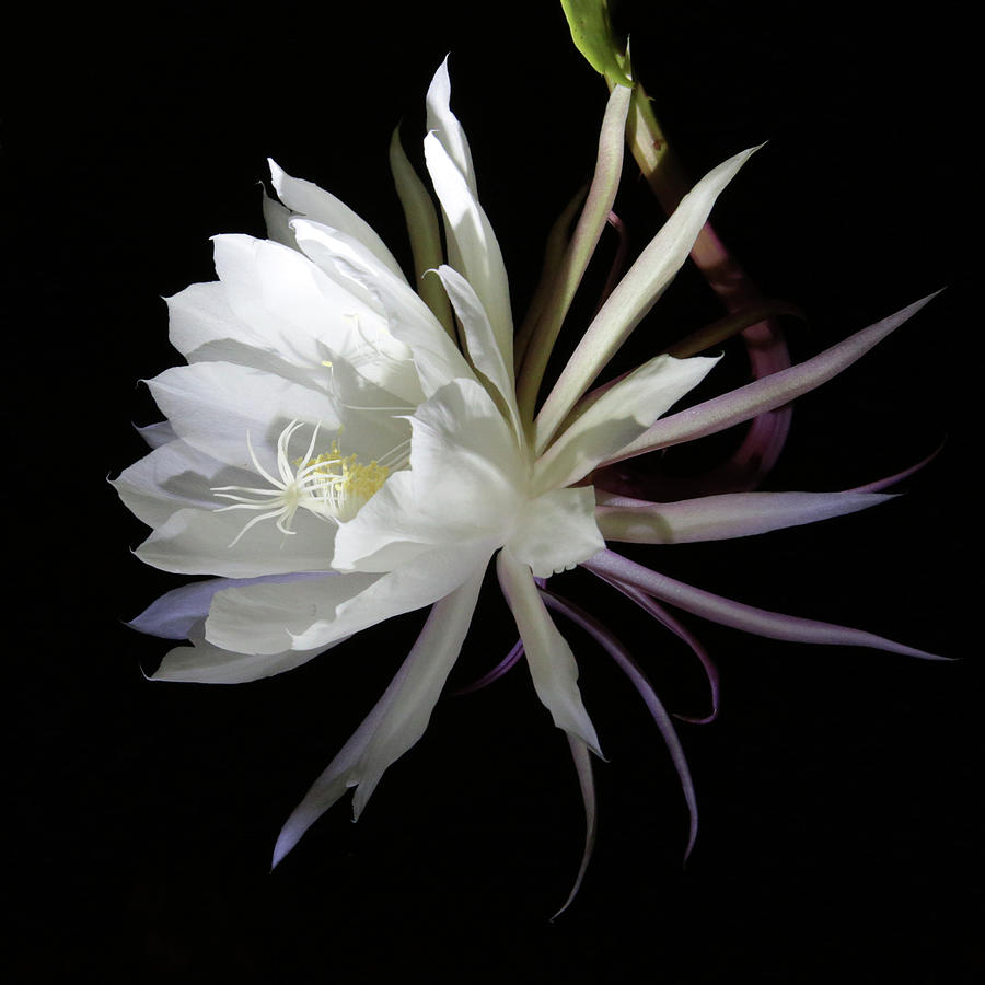 Queen of the Night by Robin Street-Morris Queen of the Night by Robin Street-Morris