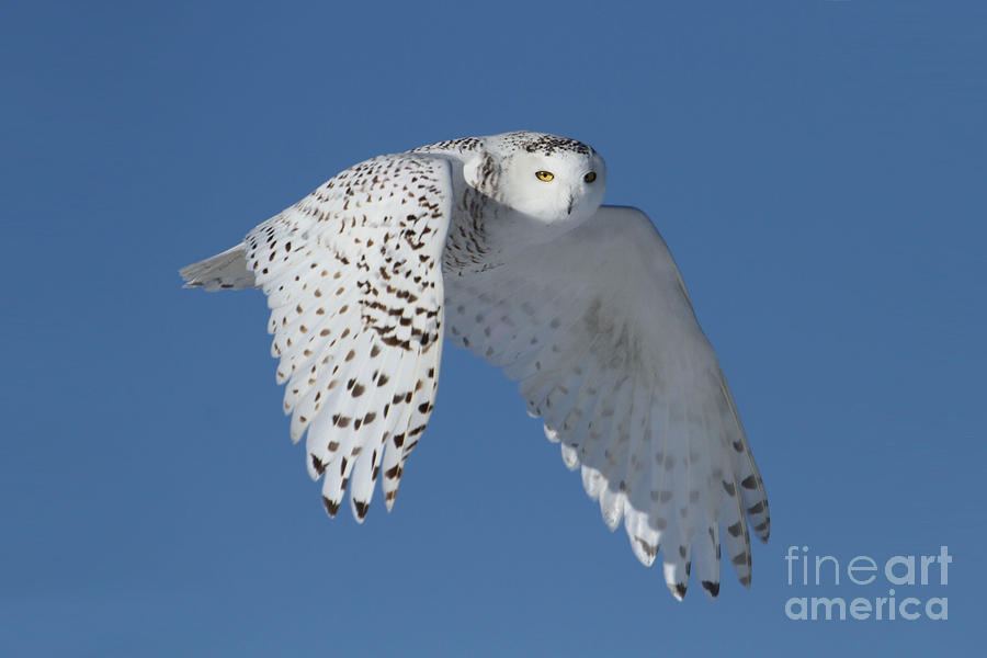 Queen of the sky Photograph by Heather King