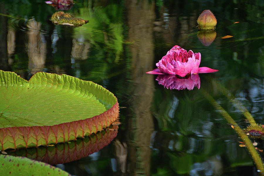 Queen of the Water Lilies Photograph by Ben Prepelka