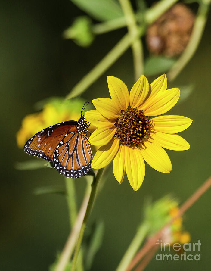 Queen Butterfly On Sunflowers Photograph By Ruth Jolly - Fine Art America