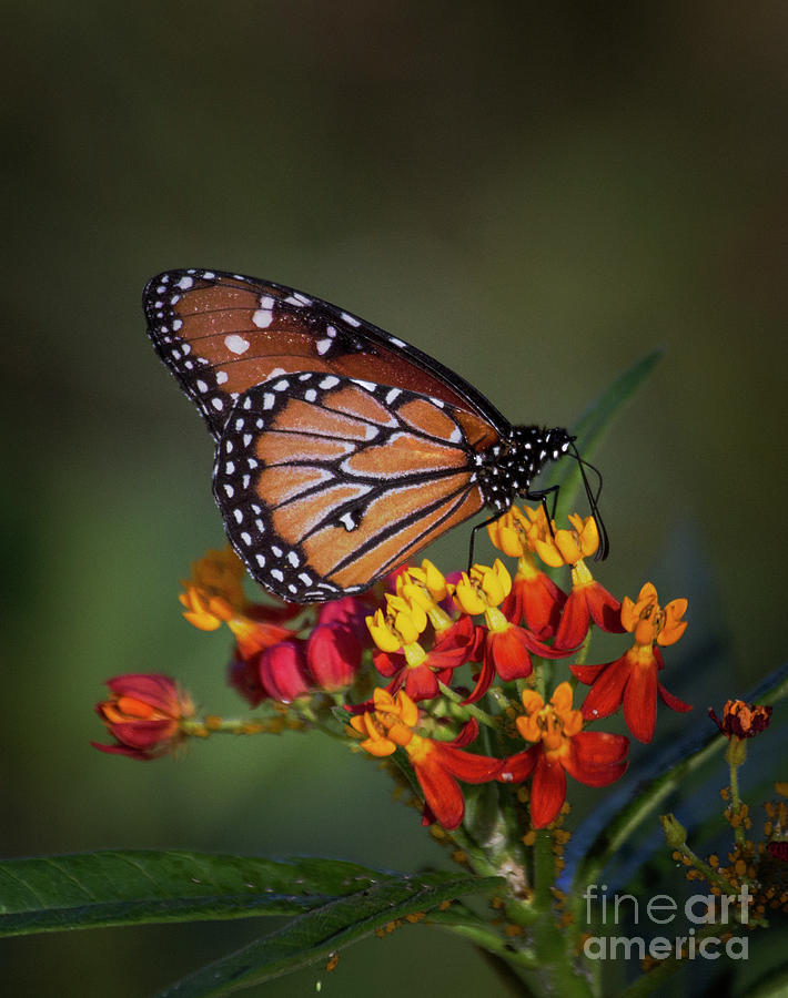 Queen butterfly on tropical milkweed  Photograph by Ruth Jolly