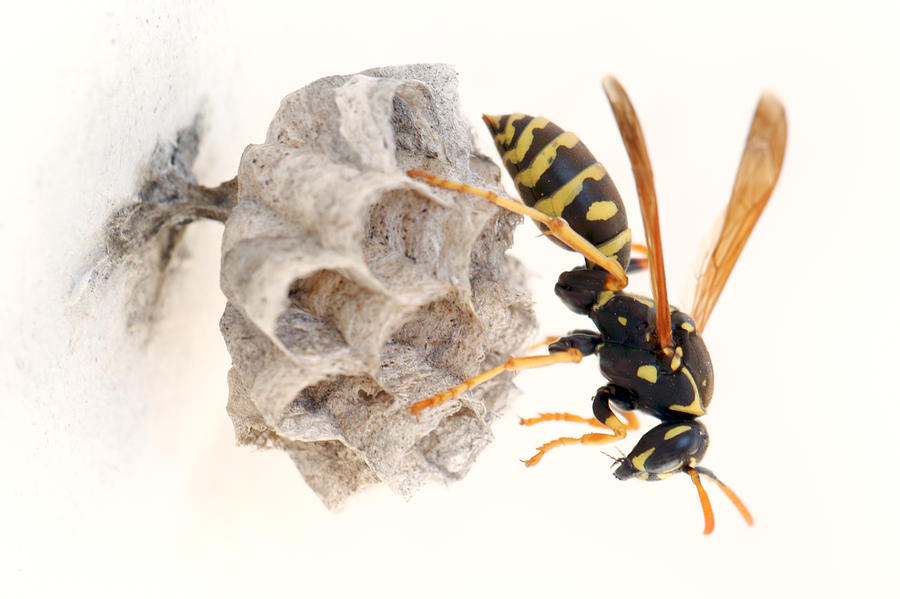 Queen paper wasp on her nest Photograph by Paul Cowan
