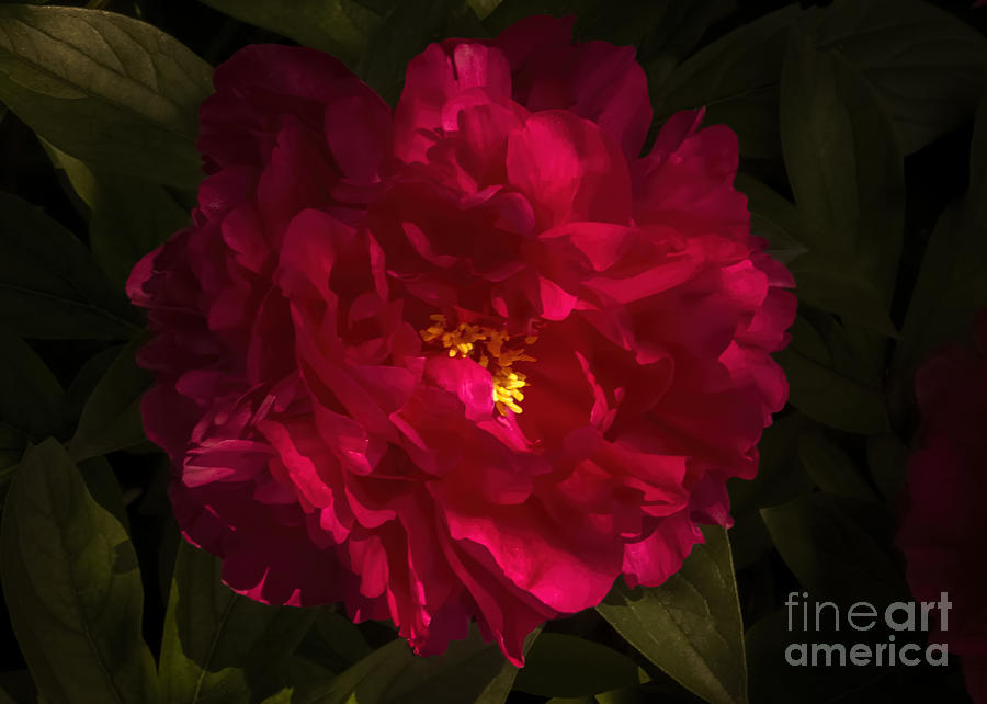 Summer Photograph - Queen Peony by Janice Pariza