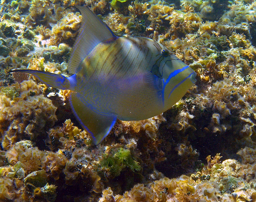 Queen Triggerfish Photograph by Li Newton