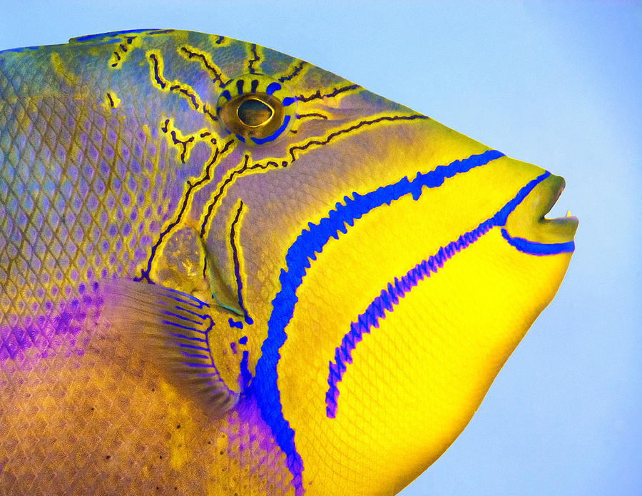 Queen Triggerfish Photograph by Mitch Spence