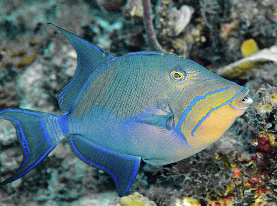 Queen Triggerfish Photograph By Robert Wrenn - Fine Art America