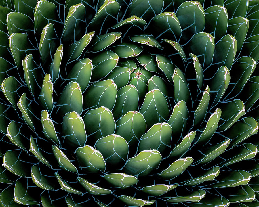 Pattern Photograph - Queen Victoria Agave by Nelson Rodriguez