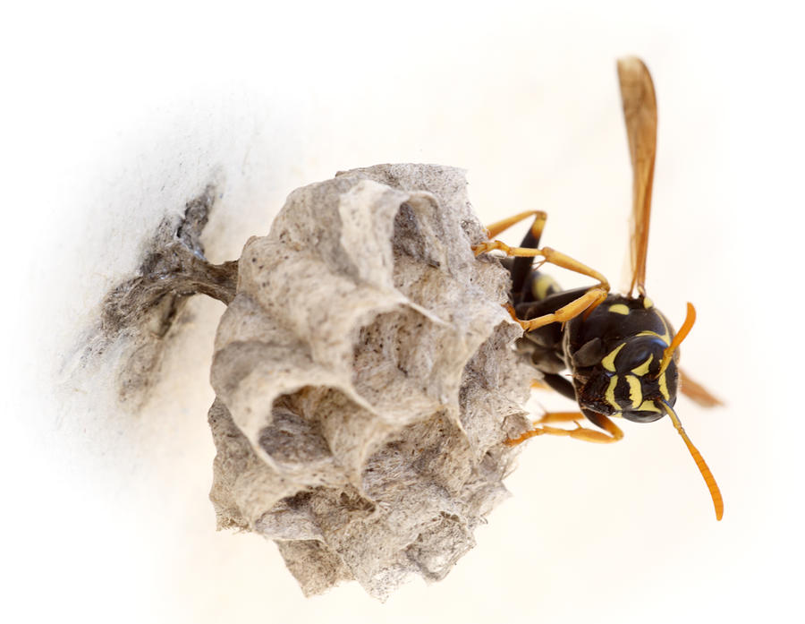 Queen wasp on her nest Photograph by Paul Cowan