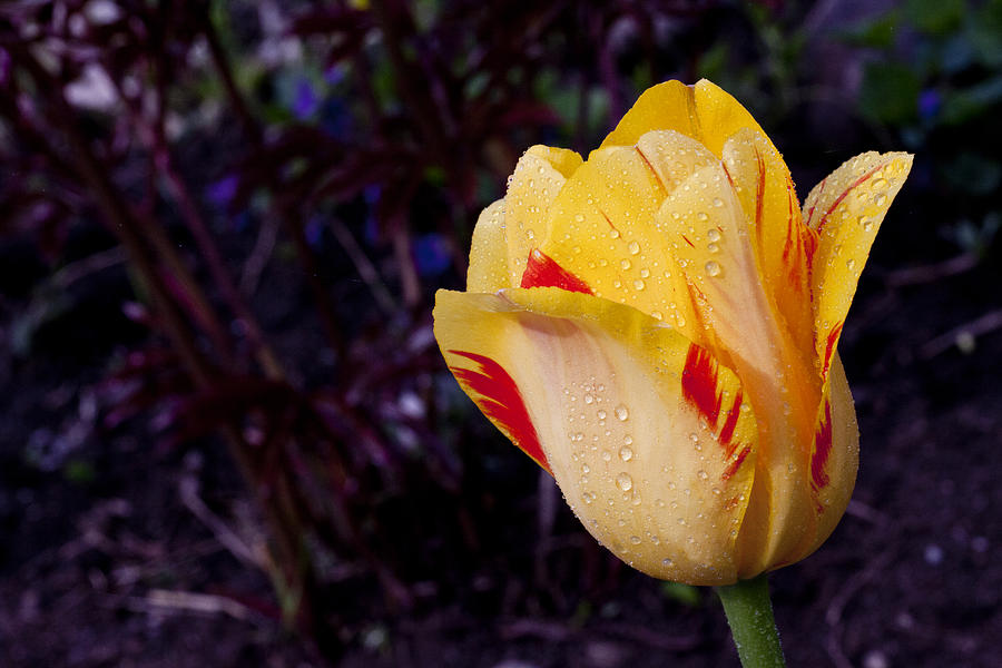 Tulip Photograph - Queenly by Doug Norkum