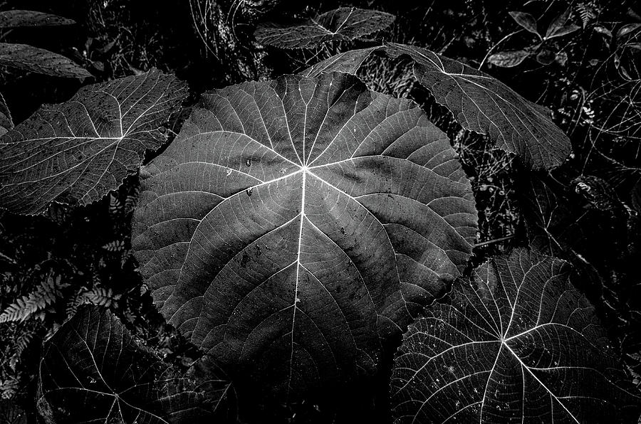 Queens Bath Leaf Photograph by Alan Hart