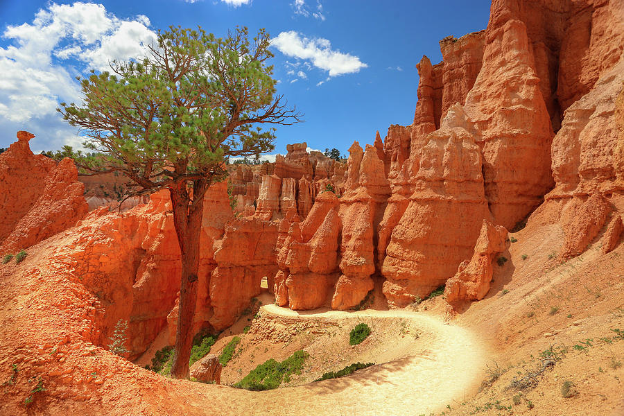 Bryce Photograph - Queens Garden Trail by Jonathan Steele