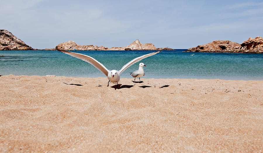 Queens of blue land in Pregonda beach - Minorca island Photograph by Pedro Cardona Llambias