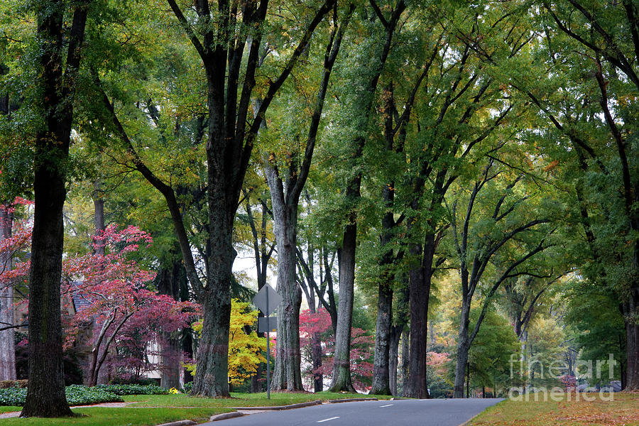 Queens Road West In The Fall Photograph